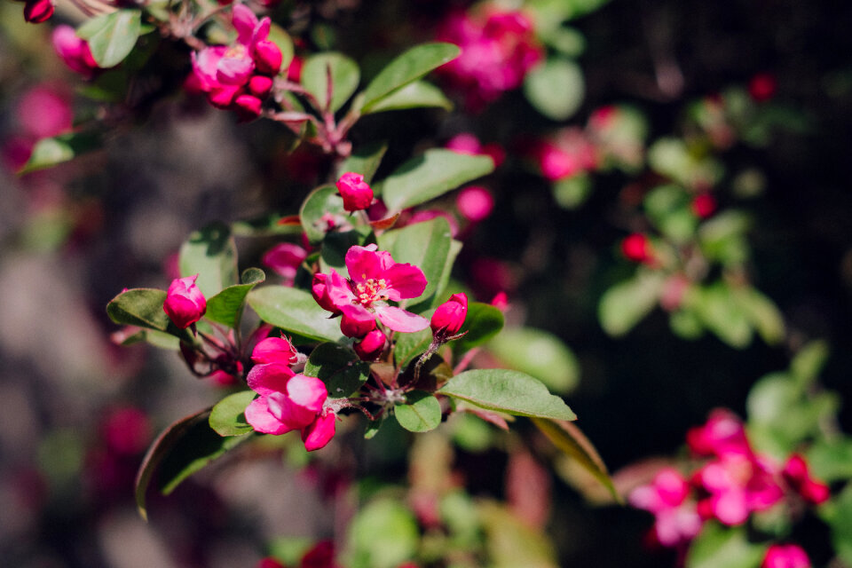 Pink tree blossom 2