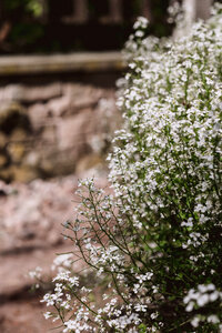 Baby’s breath flowers 2
