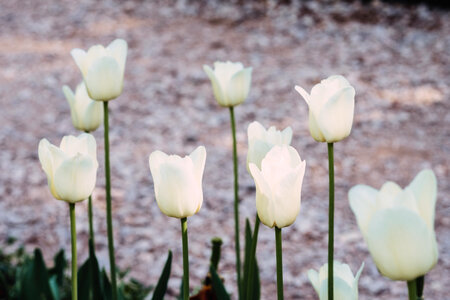 White tulips
