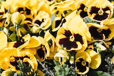 Yellow pansies photo