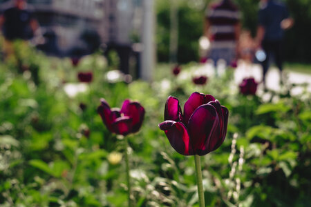Purple tulips