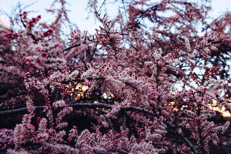 Redbud tree blossom photo