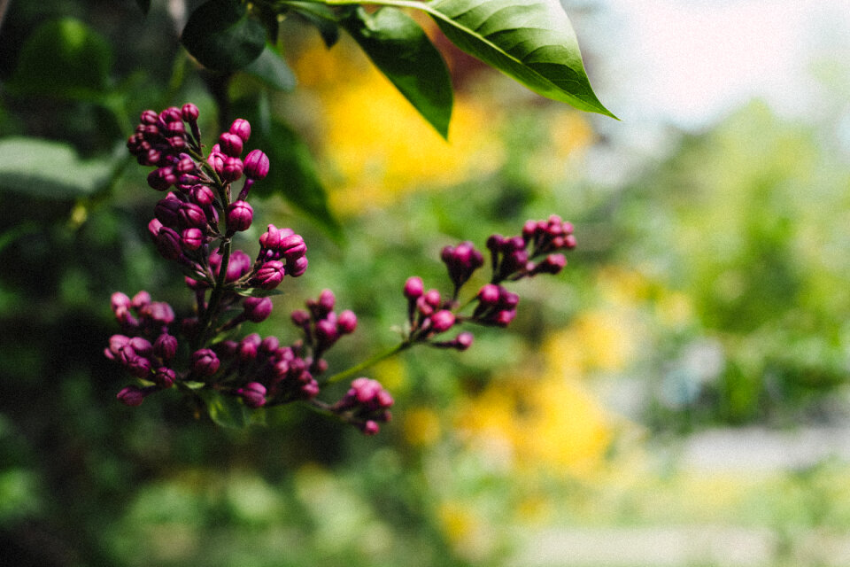 Closed lilac flowers