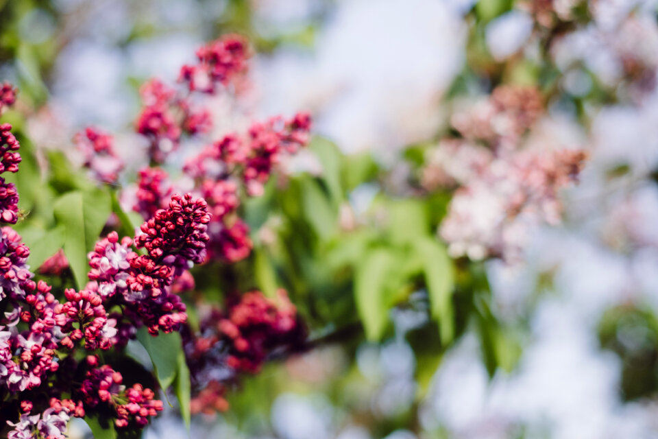 Pink lilac flowers 2