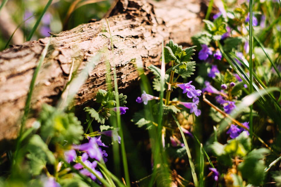 Common bugloss flowers 2