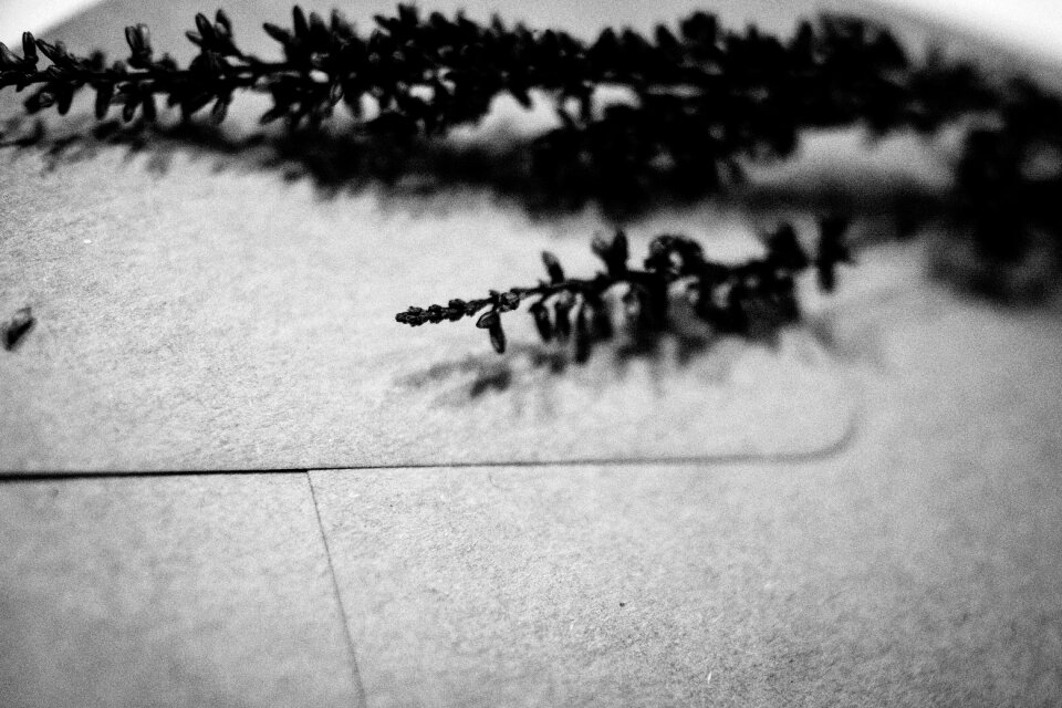 Envelope with dried flowers closeup
