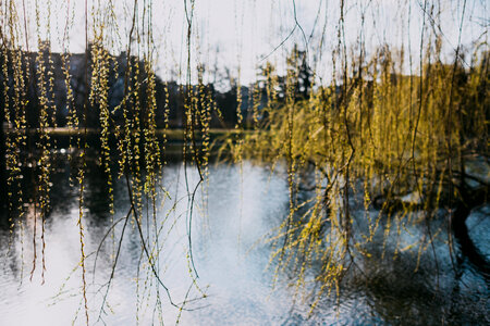 Spring willow by the lake photo
