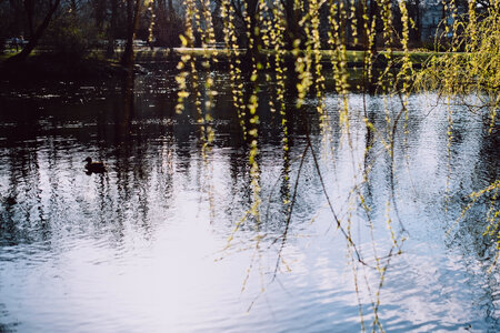 Spring willow twigs by the lake photo