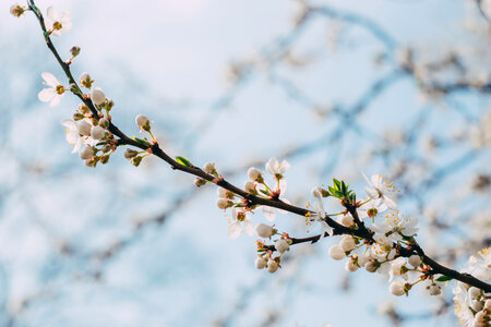 White tree blossom photo