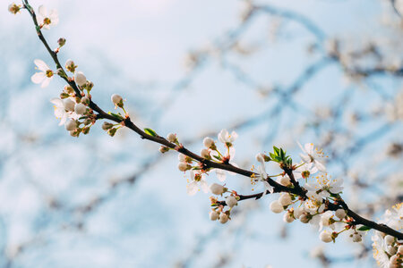 White tree blossom