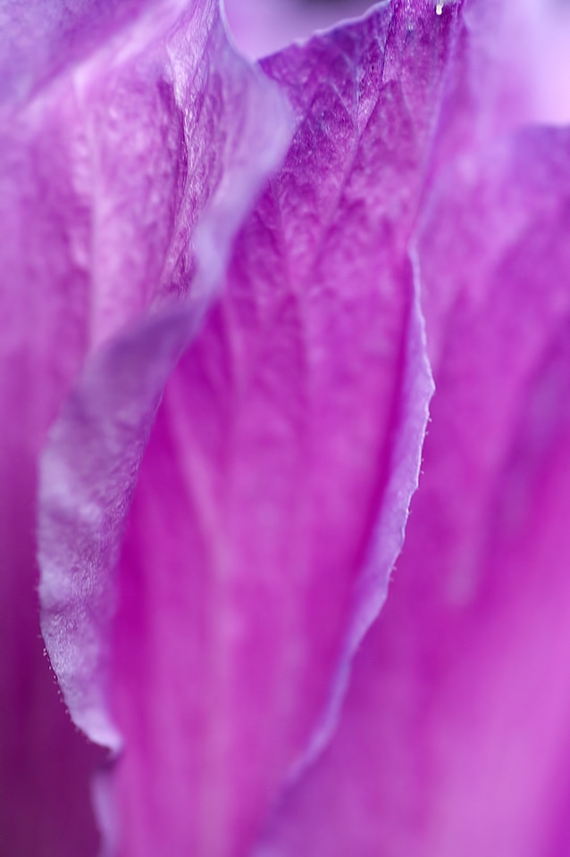 Flower macro nature