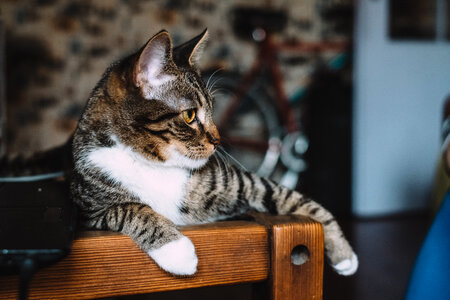 Cat sitting on a desk 3 photo