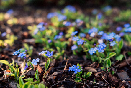 Forget me nots 2