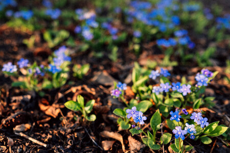 Forget me nots 3 photo