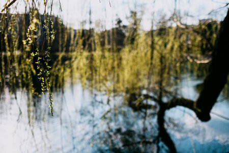 Spring willow at the lake photo