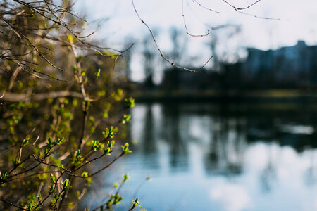 Spring bush at the lake photo