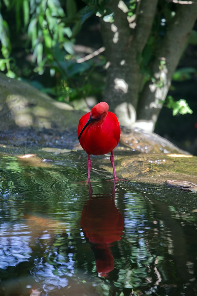 Bird wild pond