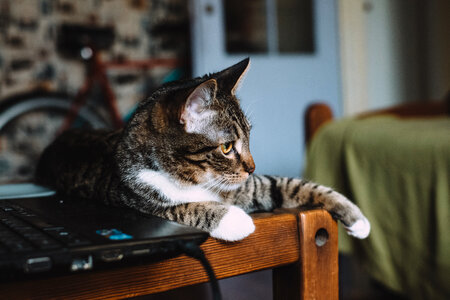 Cat sitting on a desk 2 photo