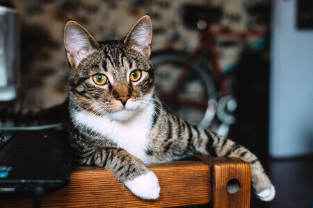 Cat sitting on a desk photo