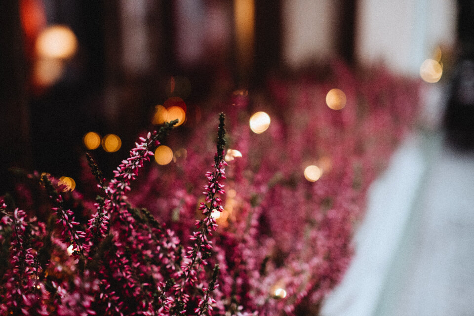 Heather on an outside window sill 2