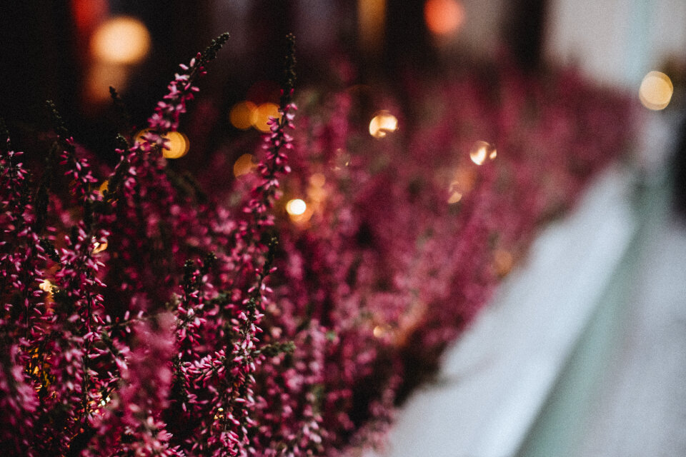 Heather on an outside window sill