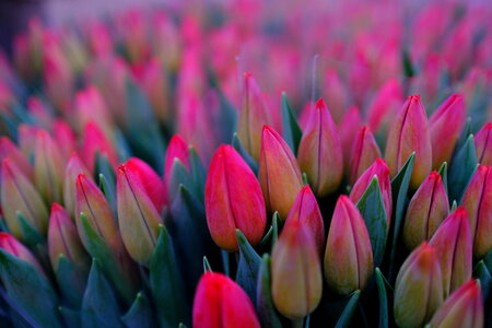 Red tulips photo