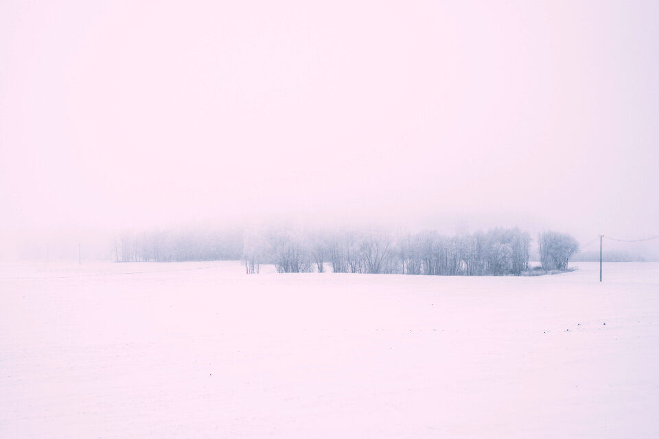 Foggy winter day in the field 2