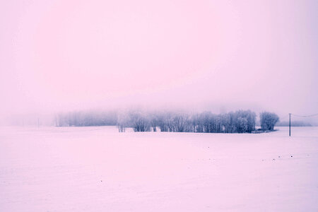 Foggy winter day in the field 2