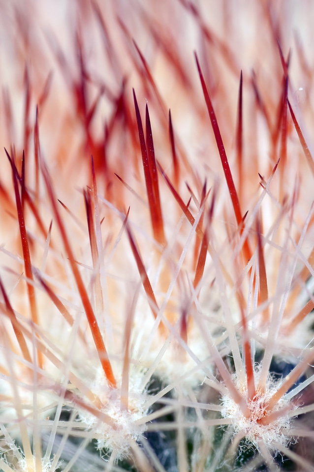 Spikes sharp macro