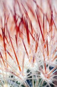 Spikes sharp macro photo