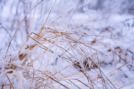 Frosted wildgrass photo