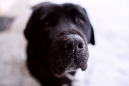 Black labrador nose closeup photo