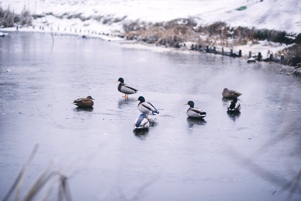 Wild ducks at a frozen pond photo