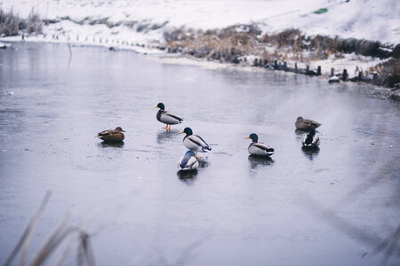 Wild ducks at a frozen pond photo