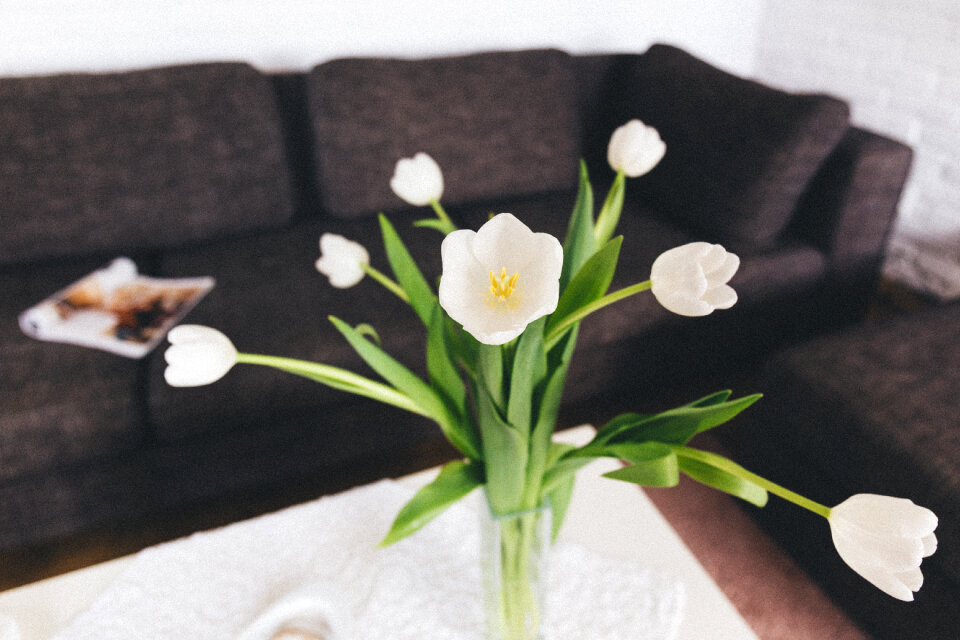 White tulips on the table