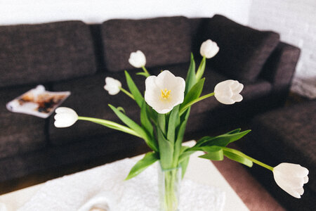 White tulips on the table photo