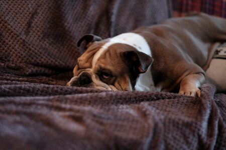 English Bulldog lying on a sofa 2 photo