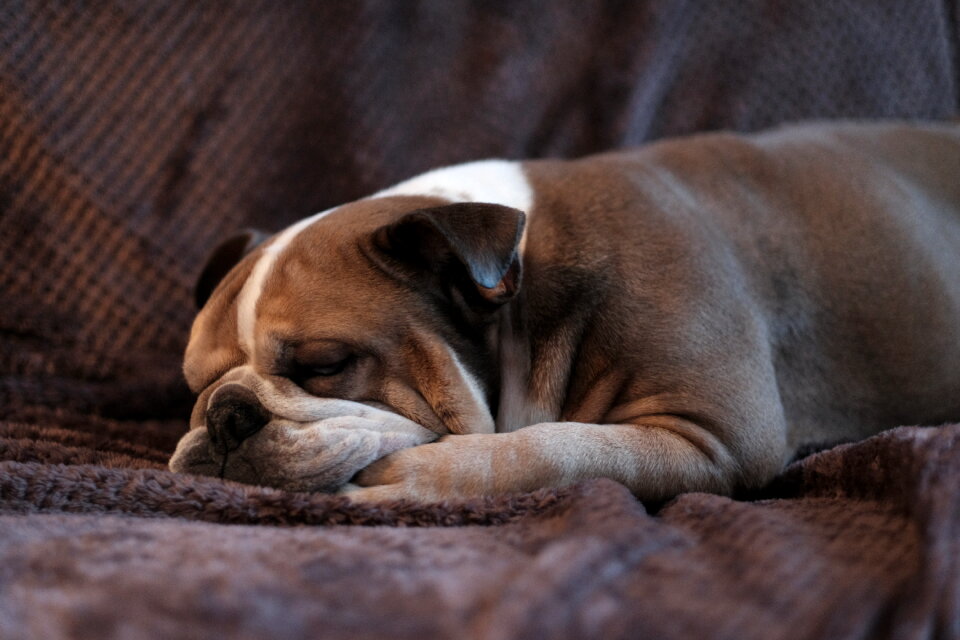 English Bulldog lying on a sofa