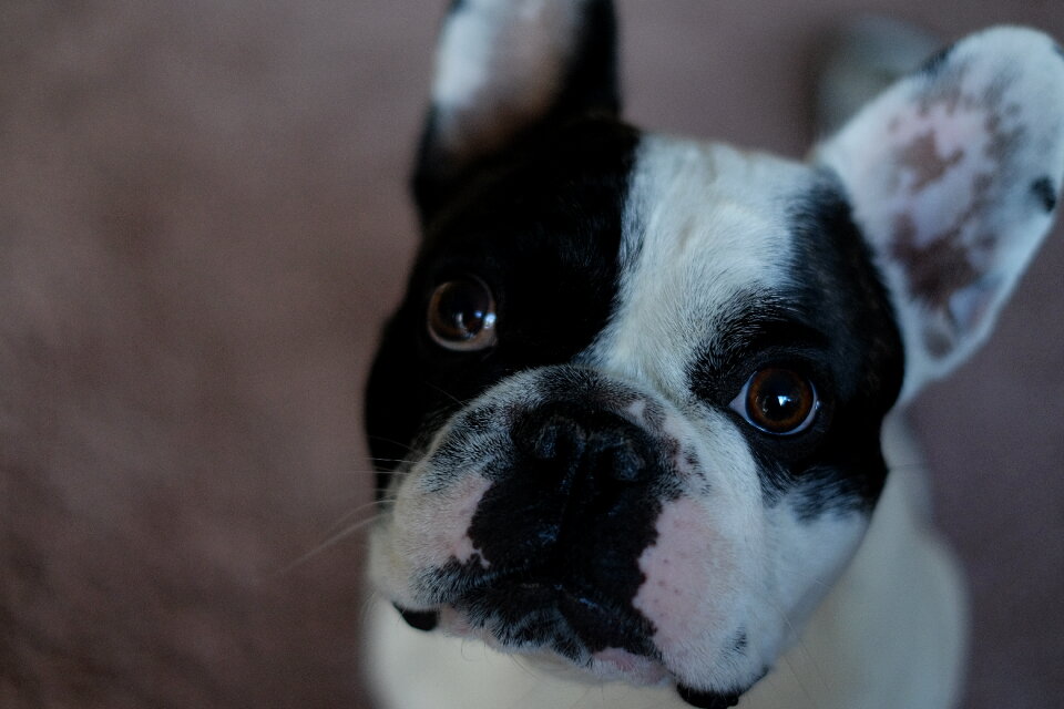 French Bulldog portrait