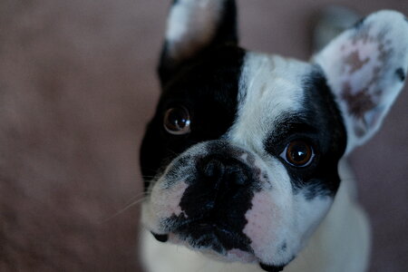 French Bulldog portrait photo