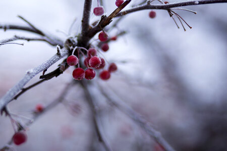 Holly berries 3 photo