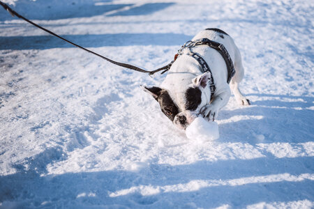 French Bulldog playing with snow photo