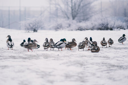 Wild ducks in winter photo