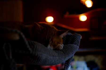 Sleeping cat 3 photo