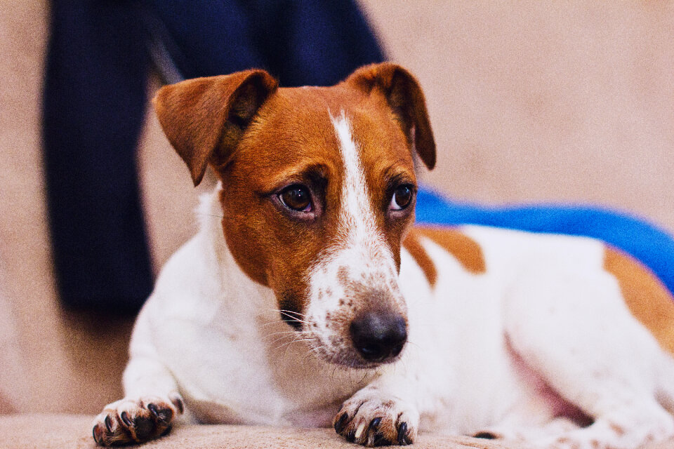 Jack Russell Terrier