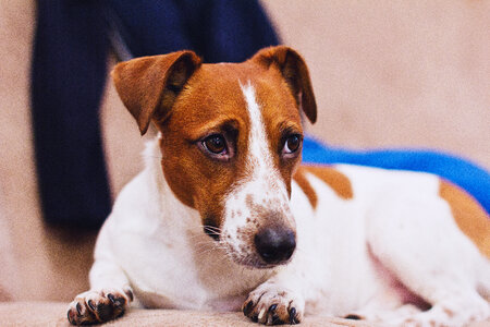 Jack Russell Terrier photo