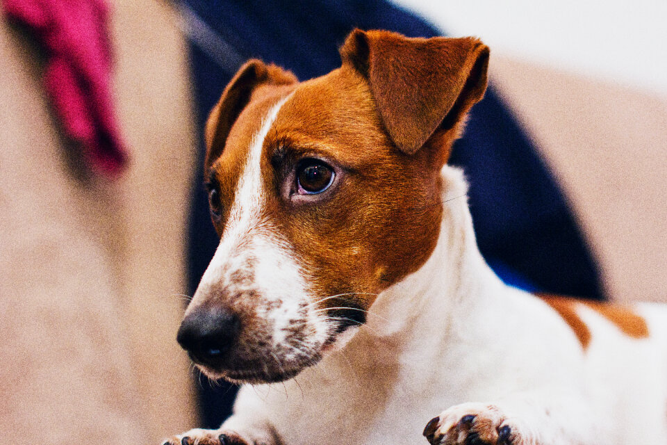 Jack Russell Terrier closeup