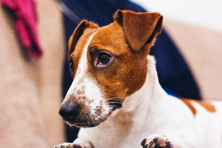 Jack Russell Terrier closeup photo
