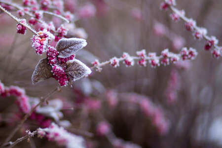 Winter frost 7