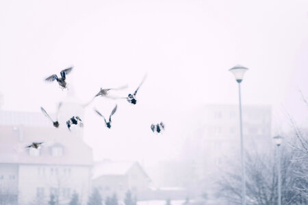 Wild ducks flying